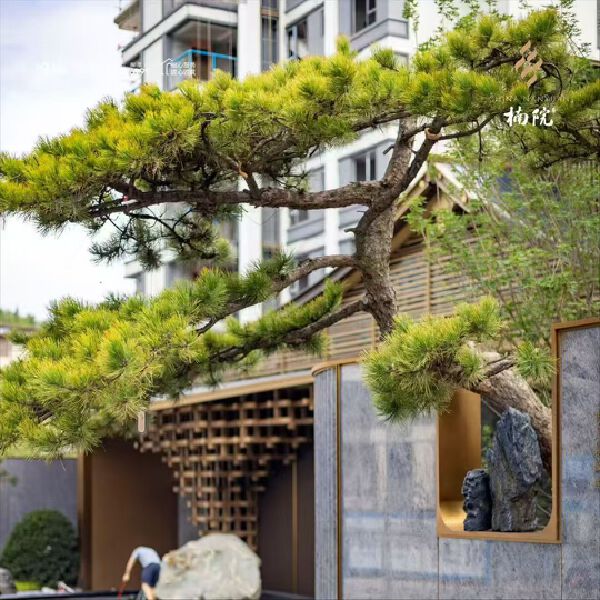 实景图