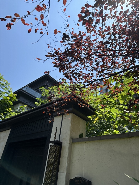 春风度实景随拍